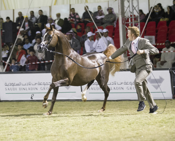 2013 Prince Sultan bin Abdulaziz International Arabian Horse Festival