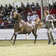 2013 Prince Sultan bin Abdulaziz International Arabian Horse Festival