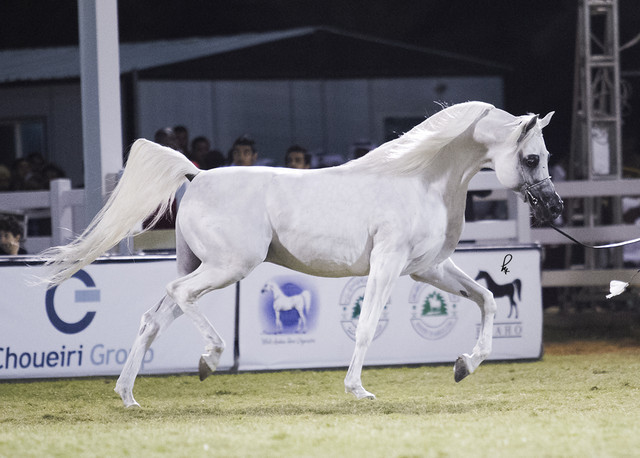 2013 Prince Sultan bin Abdulaziz International Arabian Horse Festival