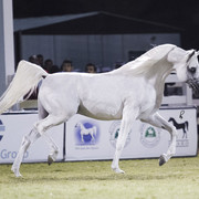 2013 Prince Sultan bin Abdulaziz International Arabian Horse Festival