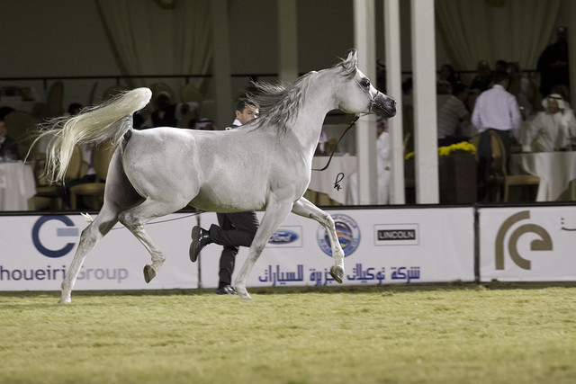 2013 Prince Sultan bin Abdulaziz International Arabian Horse Festival