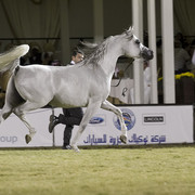2013 Prince Sultan bin Abdulaziz International Arabian Horse Festival