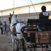 2013 Scottsdale Arabian Horse Show