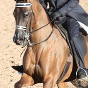 2013 Scottsdale Arabian Horse Show