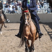 2013 Scottsdale Arabian Horse Show