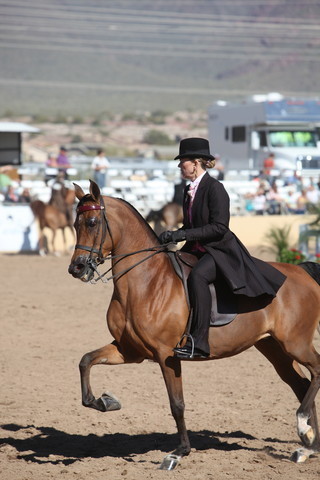 2013 Scottsdale Arabian Horse Show