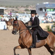 2013 Scottsdale Arabian Horse Show