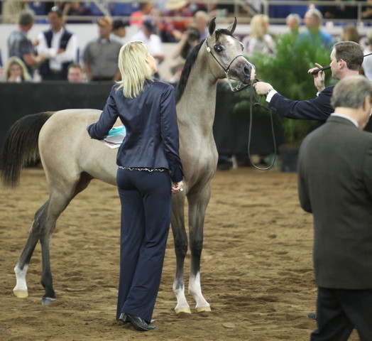 2013 Scottsdale Arabian Horse Show
