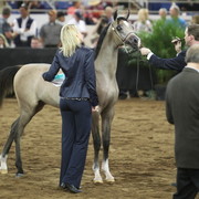 2013 Scottsdale Arabian Horse Show