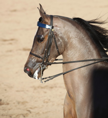 2013 Scottsdale Arabian Horse Show