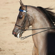 2013 Scottsdale Arabian Horse Show