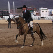 2013 Scottsdale Arabian Horse Show