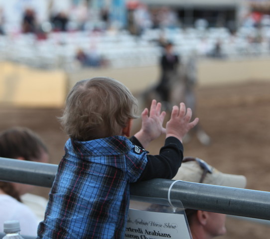 2013 Scottsdale Arabian Horse Show