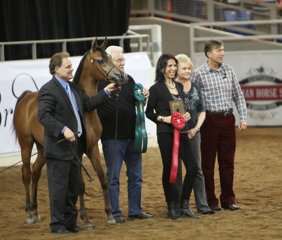 2013 Scottsdale Arabian Horse Show