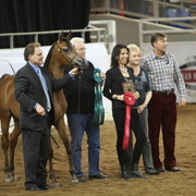 2013 Scottsdale Arabian Horse Show