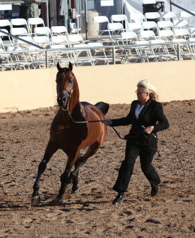 2013 Scottsdale Arabian Horse Show