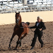 2013 Scottsdale Arabian Horse Show