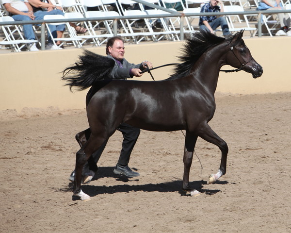 2013 Scottsdale Arabian Horse Show