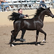 2013 Scottsdale Arabian Horse Show