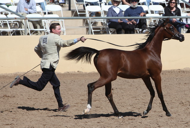 2013 Scottsdale Arabian Horse Show