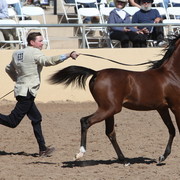 2013 Scottsdale Arabian Horse Show