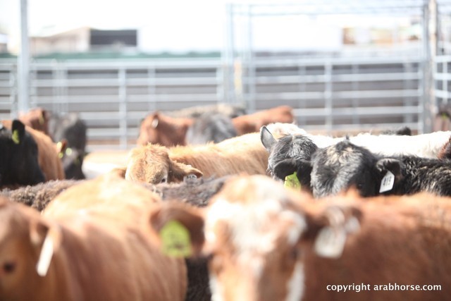 2013 Scottsdale Arabian Horse Show