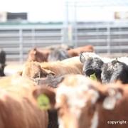 2013 Scottsdale Arabian Horse Show