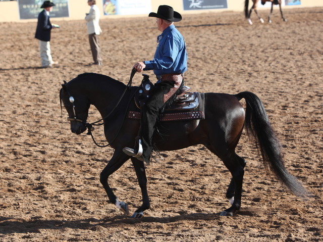 2013 Scottsdale Arabian Horse Show