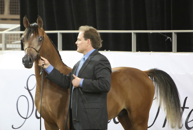 2013 Scottsdale Arabian Horse Show
