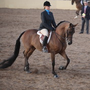 2013 Scottsdale Arabian Horse Show