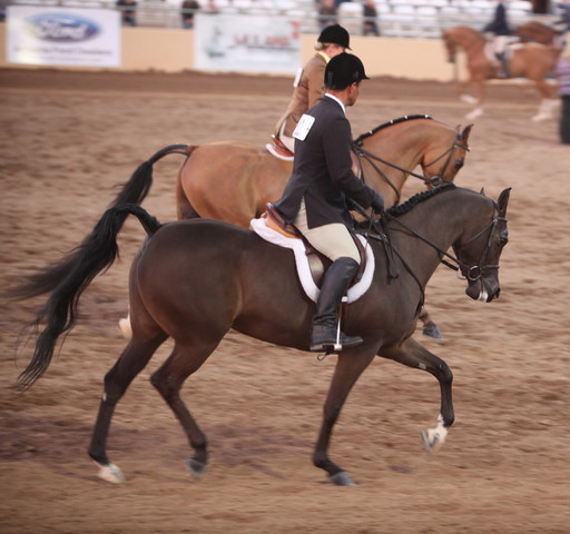 2013 Scottsdale Arabian Horse Show