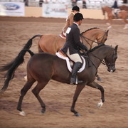 2013 Scottsdale Arabian Horse Show
