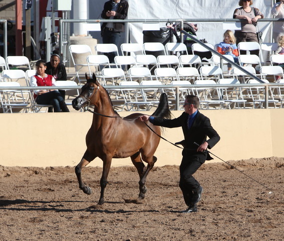 2013 Scottsdale Arabian Horse Show