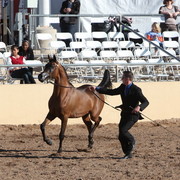 2013 Scottsdale Arabian Horse Show