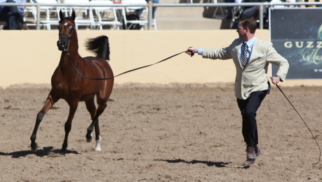 2013 Scottsdale Arabian Horse Show