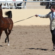 2013 Scottsdale Arabian Horse Show