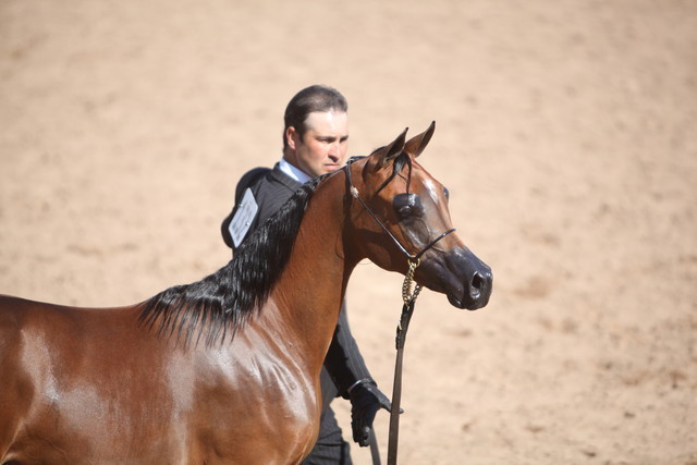 2013 Scottsdale Arabian Horse Show