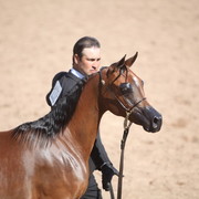 2013 Scottsdale Arabian Horse Show