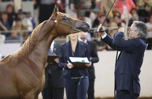 2013 Scottsdale Arabian Horse Show