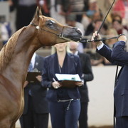 2013 Scottsdale Arabian Horse Show