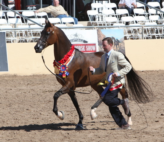 2013 Scottsdale Arabian Horse Show