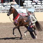 2013 Scottsdale Arabian Horse Show