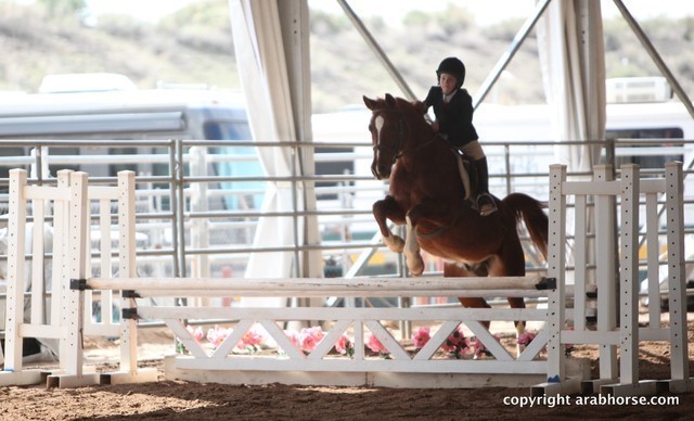 2013 Scottsdale Arabian Horse Show