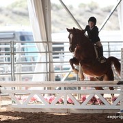 2013 Scottsdale Arabian Horse Show