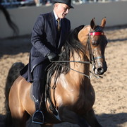 2013 Scottsdale Arabian Horse Show