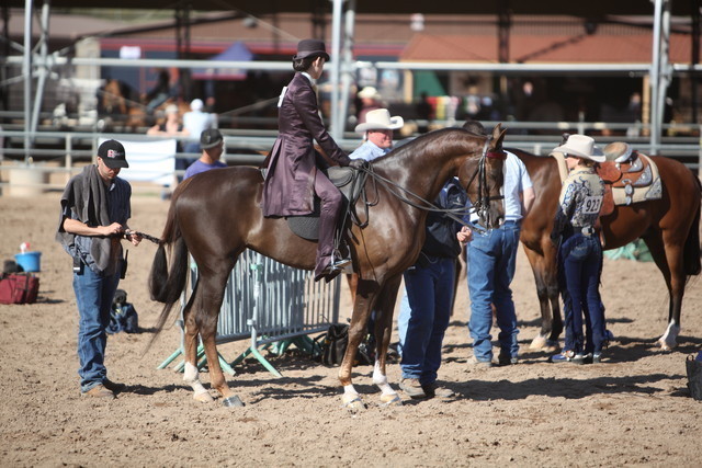 2013 Scottsdale Arabian Horse Show