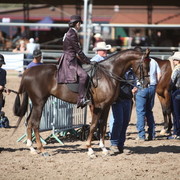 2013 Scottsdale Arabian Horse Show