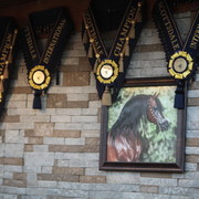 2013 Scottsdale Arabian Horse Show