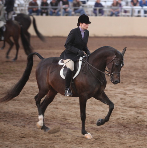 2013 Scottsdale Arabian Horse Show