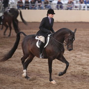 2013 Scottsdale Arabian Horse Show